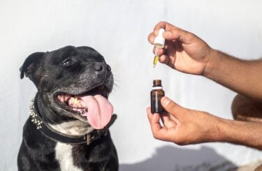 A detailed guide to using CBD for pets