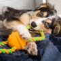 Best interactive dog toys for puppies