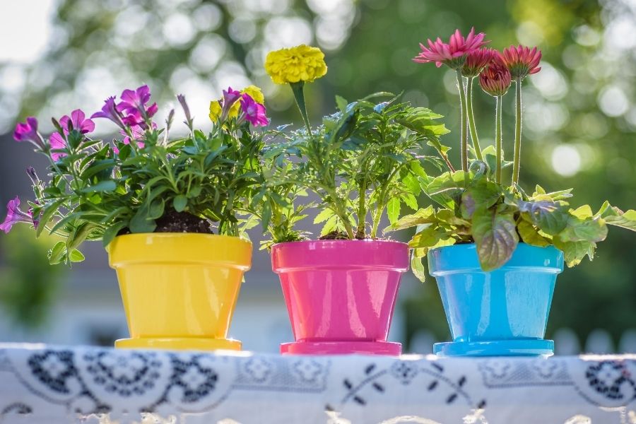 How can you pick the correct container for your plants