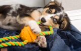 Best Interactive Dog Toys For One’s Home Puppies