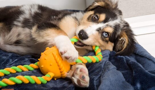 Best Interactive Dog Toys For One’s Home Puppies