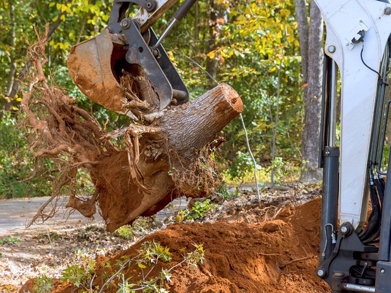 Tree services by Urban Timber Tree Services