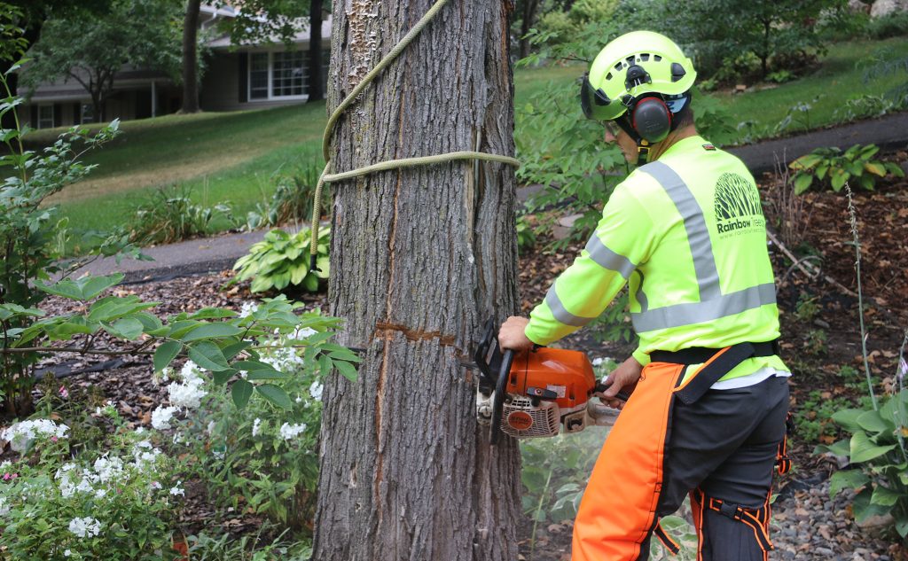 Common yard problems solved through tree services by Urban Timber Tree Services